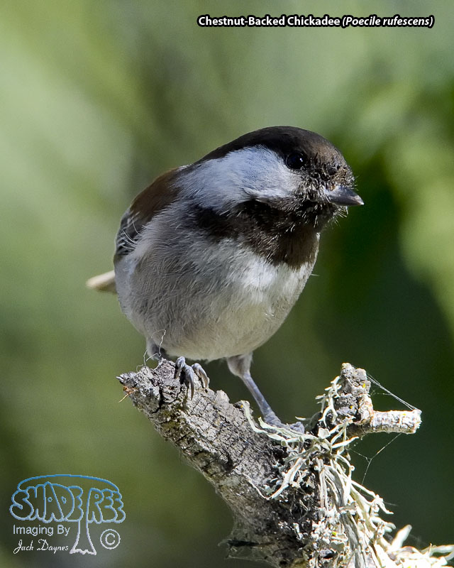 Chestnut-Backed Chickadee - Poecile rufescens