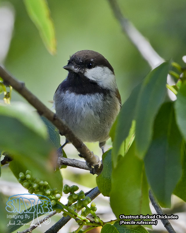 Chestnut-Backed Chickadee - Poecile rufescens