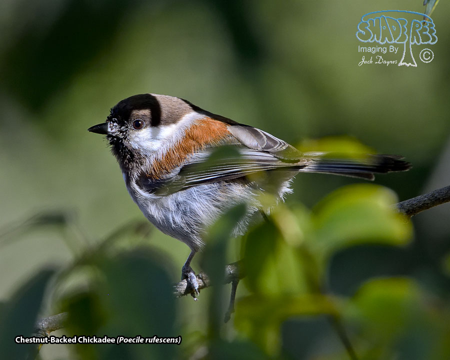 Chestnut-Backed Chickadee - Poecile rufescens