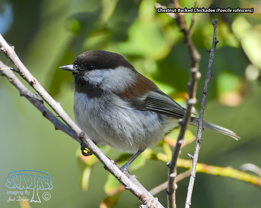 Chestnut-Backed Chickadee - Poecile rufescens