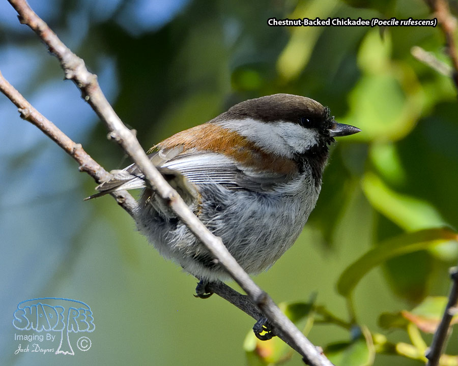 Chestnut-Backed Chickadee - Poecile rufescens