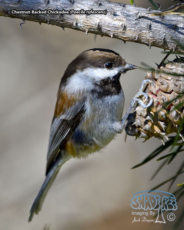 Chestnut-Backed Chickadee - Poecile rufescens