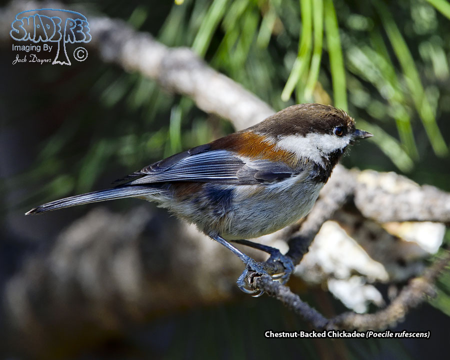 Chestnut-Backed Chickadee - Poecile rufescens