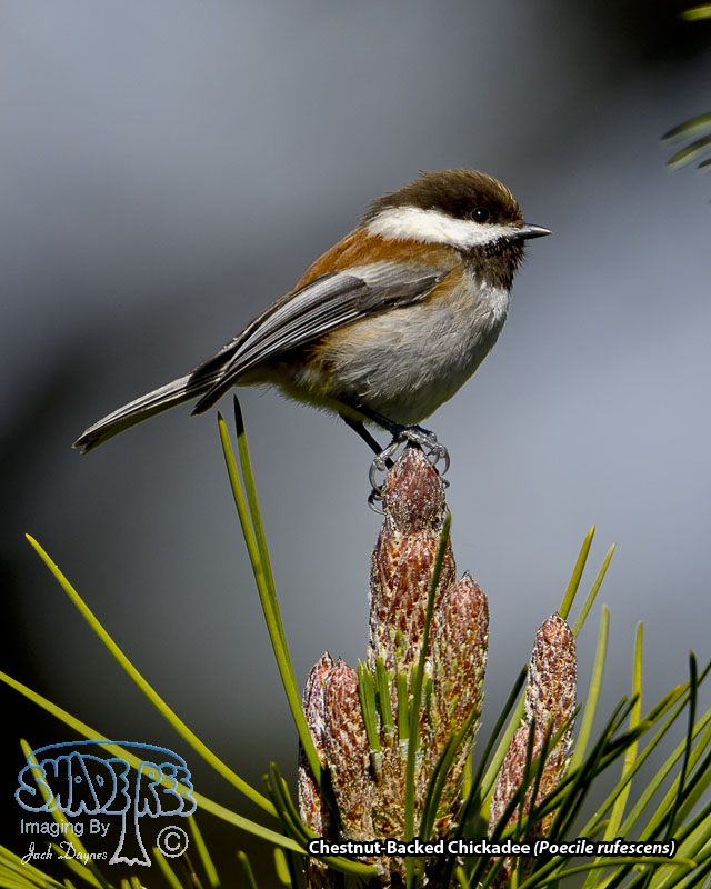 Chestnut-Backed Chickadee - Poecile rufescens