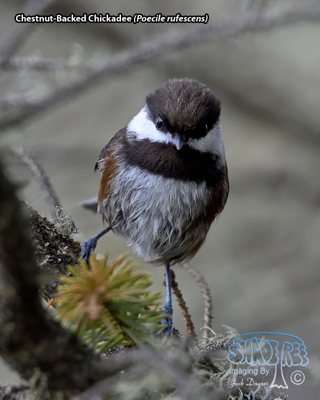 Chestnut-Backed Chickadee - Poecile rufescens