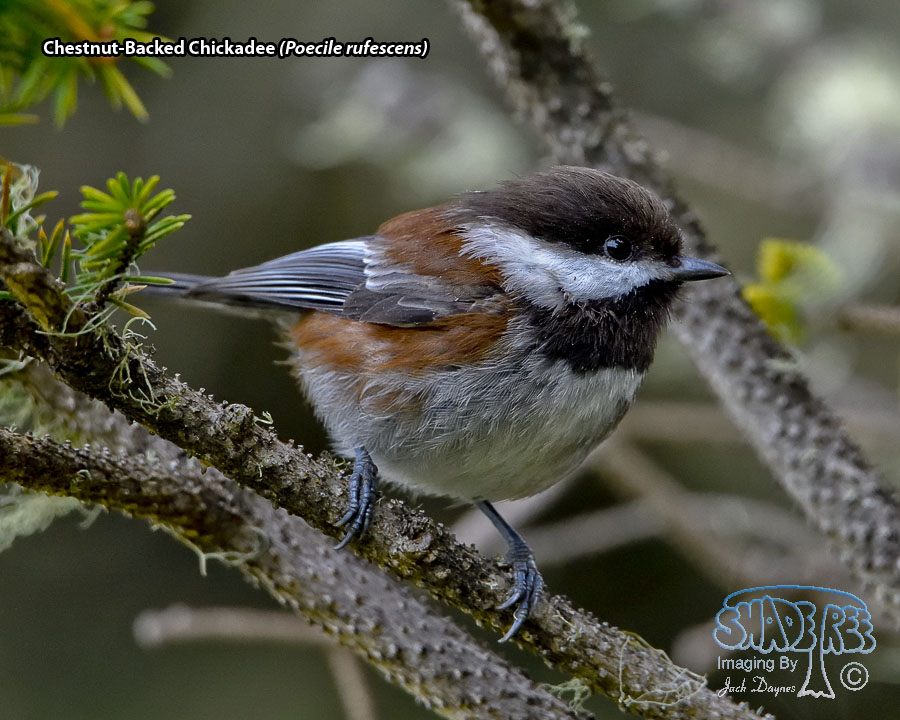Chestnut-Backed Chickadee - Poecile rufescens