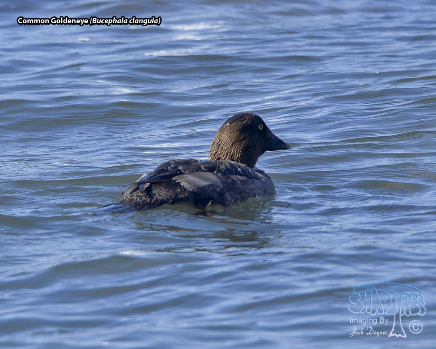 Common Goldeneye - Bucephala clangula