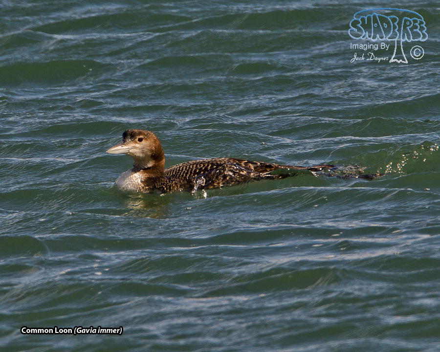 Common Loon - Gavia immer