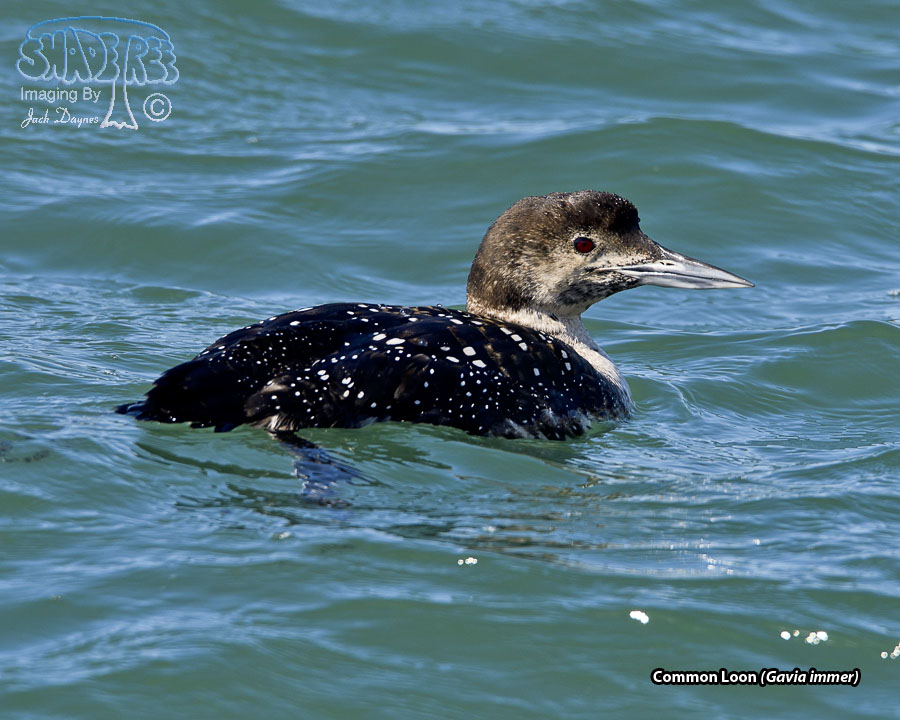 Common Loon - Gavia immer