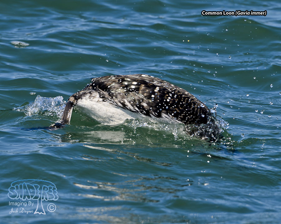 Common Loon - Gavia immer