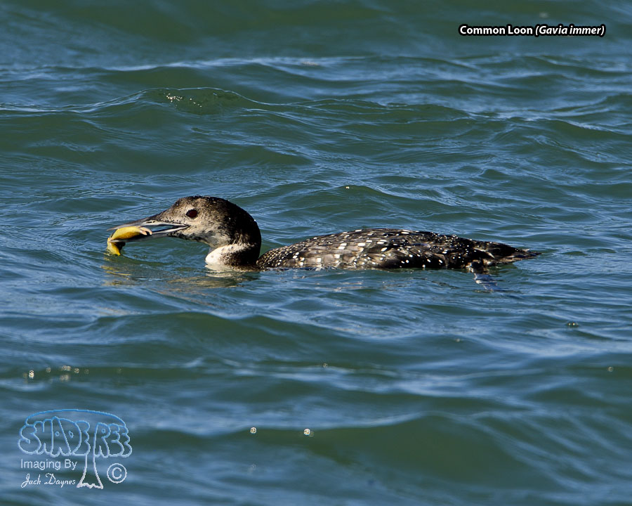 Common Loon - Gavia immer