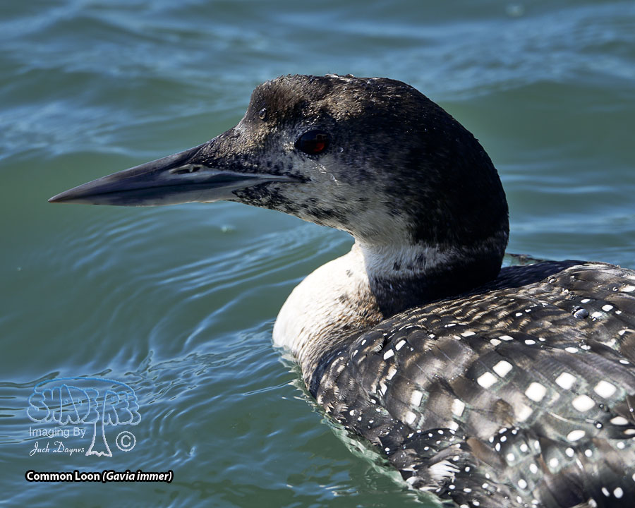 Common Loon - Gavia immer