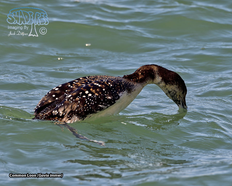Common Loon - Gavia immer