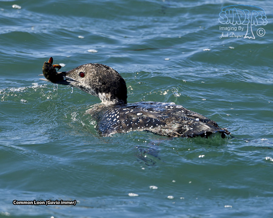 Common Loon - Gavia immer