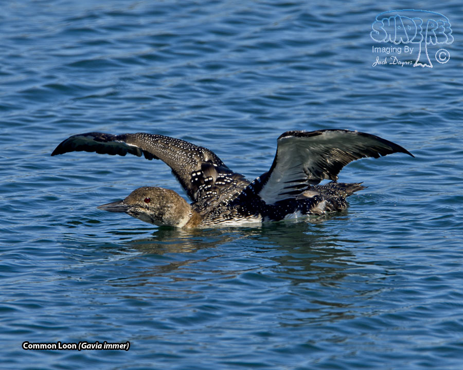 Common Loon - Gavia immer