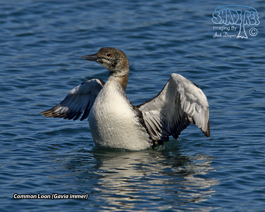 Common Loon - Gavia immer