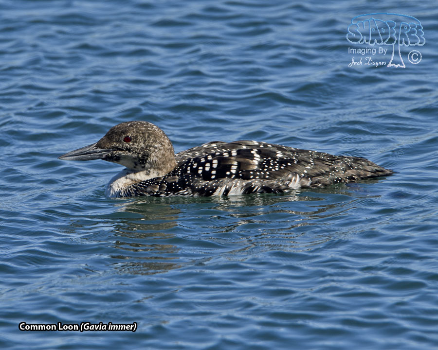 Common Loon - Gavia immer
