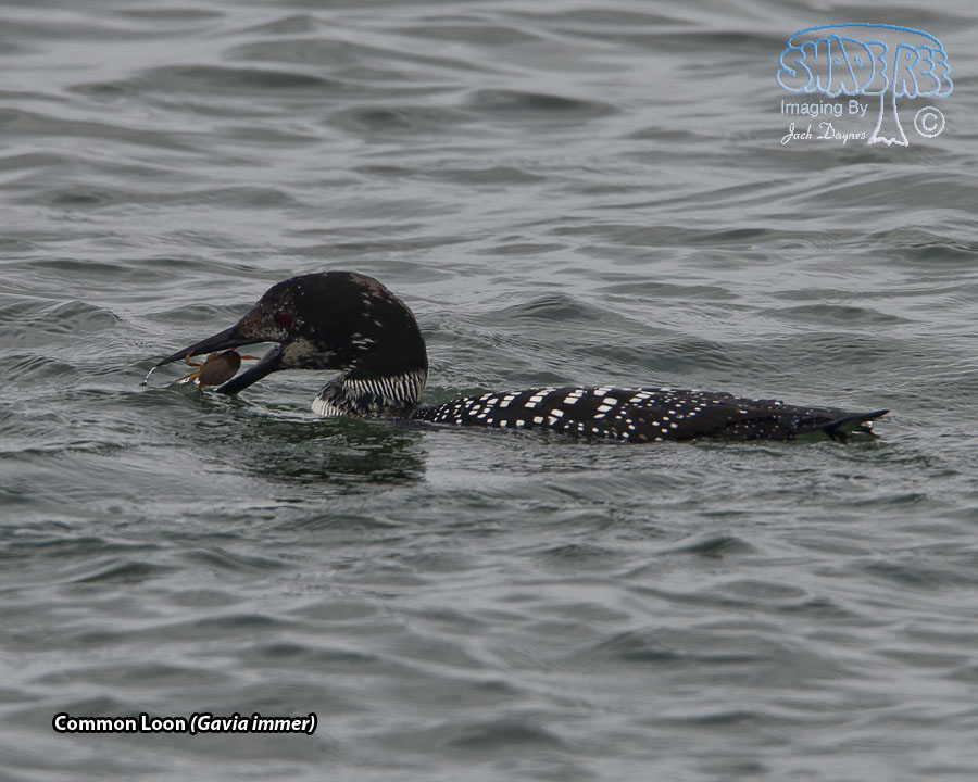 Common Loon - Gavia immer