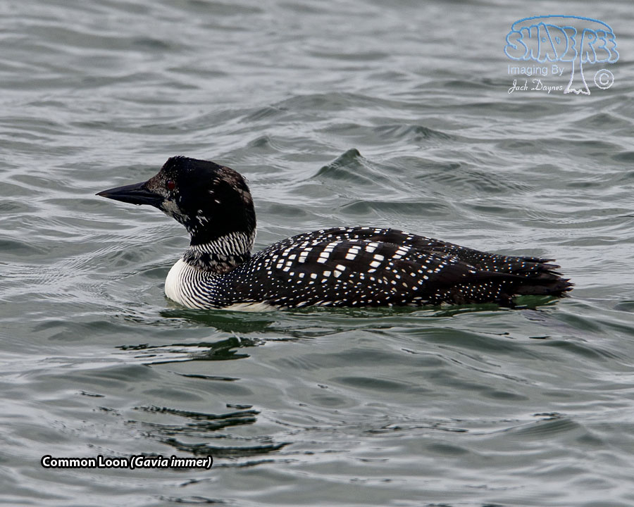 Common Loon - Gavia immer