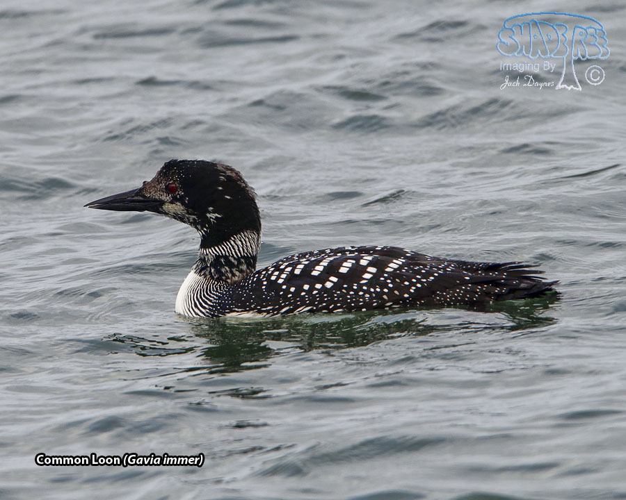 Common Loon - Gavia immer