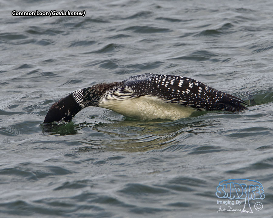 Common Loon - Gavia immer