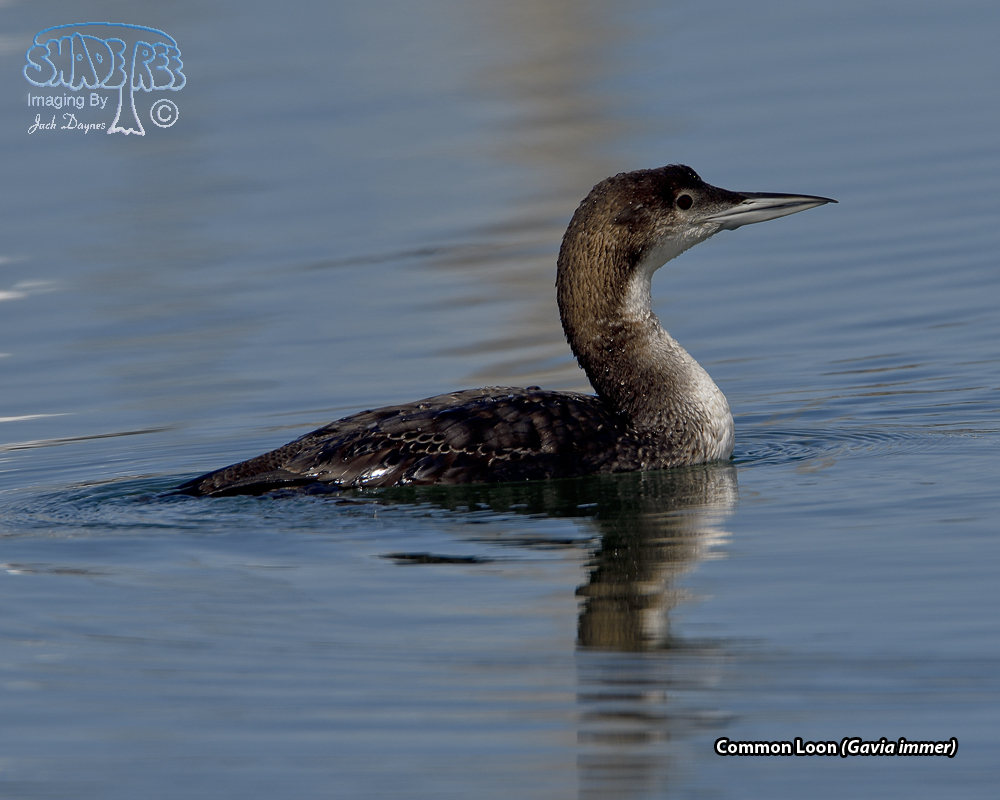 Common Loon - Gavia immer