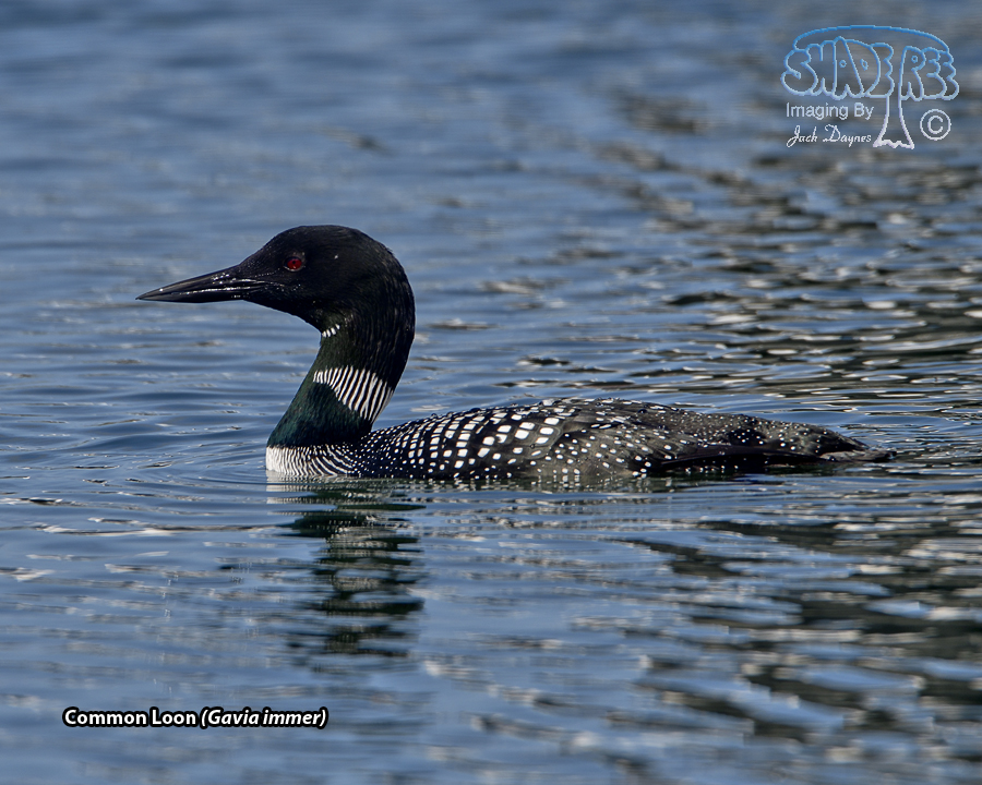 Common Loon - Gavia immer