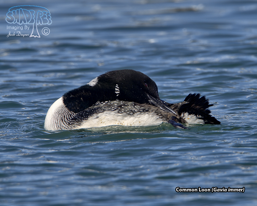 Common Loon - Gavia immer