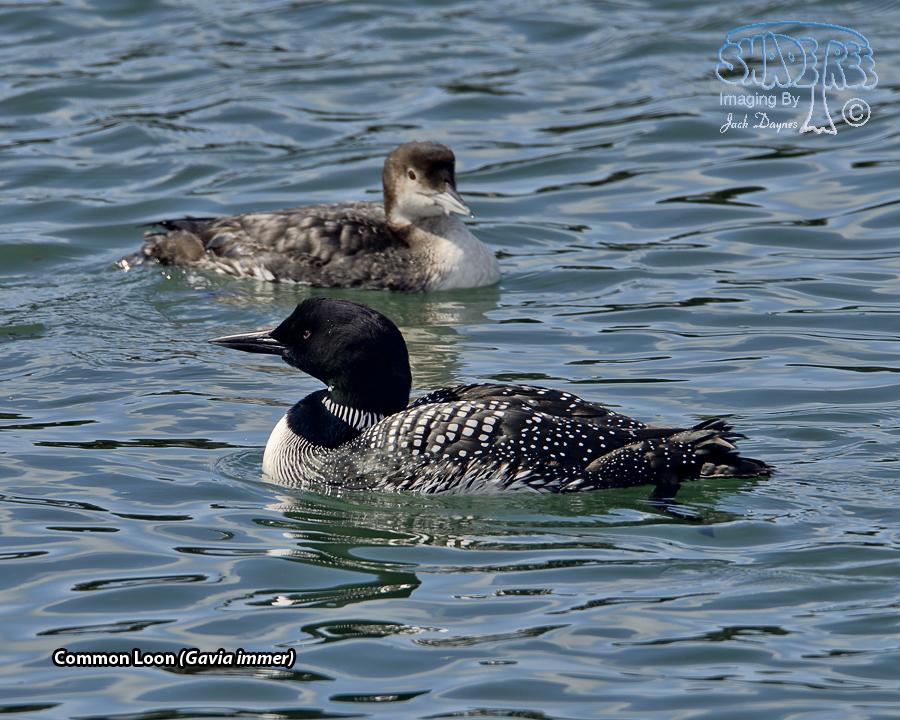 Common Loon - Gavia immer