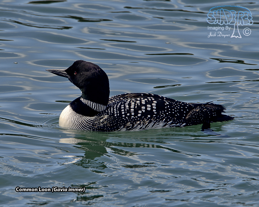 Common Loon - Gavia immer