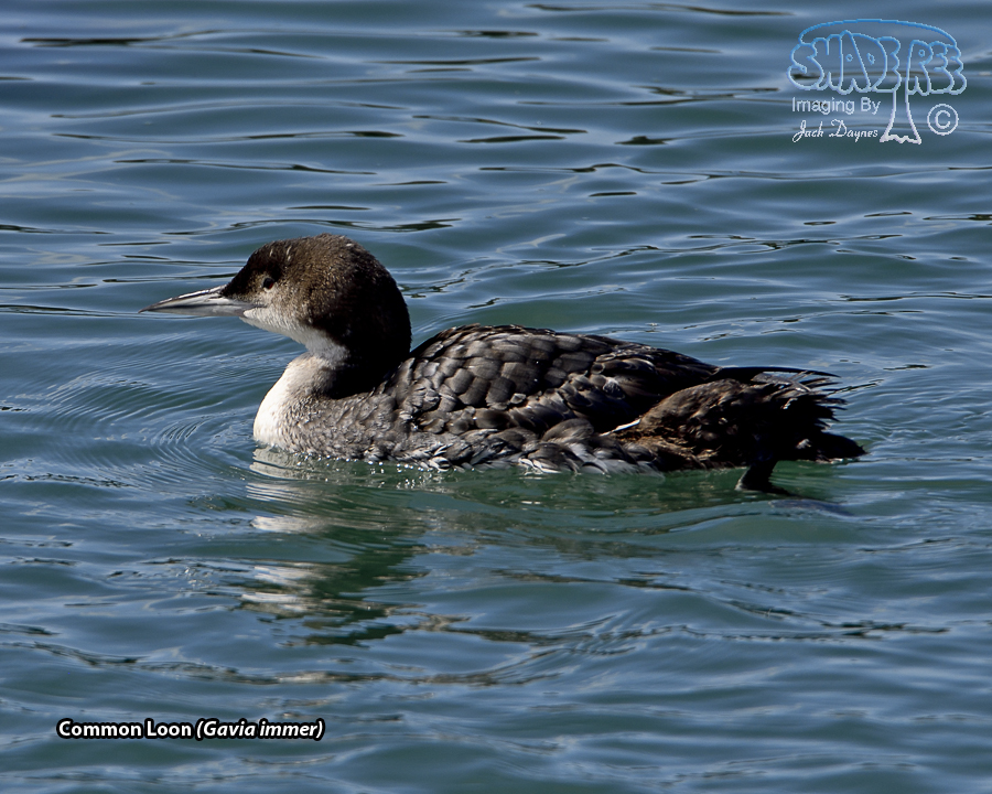 Common Loon - Gavia immer
