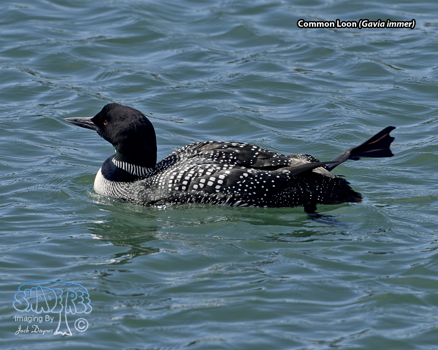 Common Loon - Gavia immer
