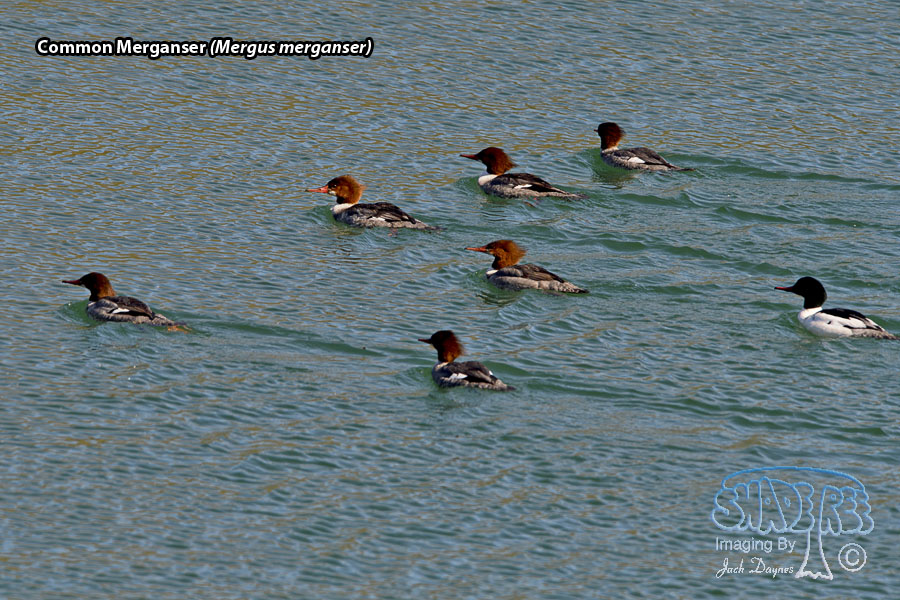 Common Merganser - Mergus merganser