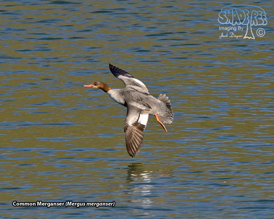 Common Merganser - Mergus merganser