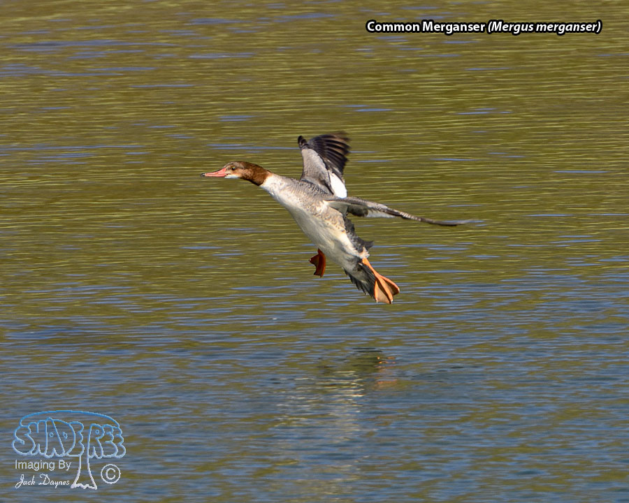 Common Merganser - Mergus merganser
