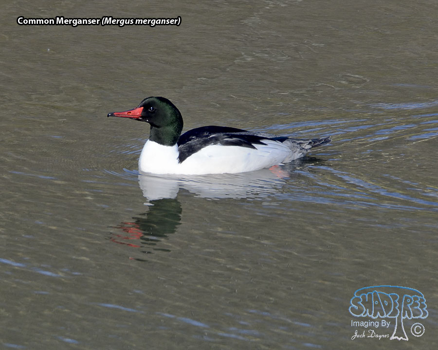 Common Merganser - Mergus merganser