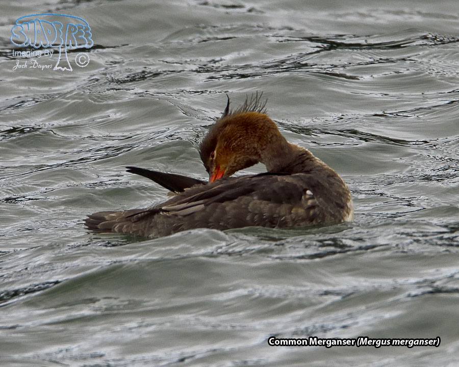 Common Merganser - Mergus merganser