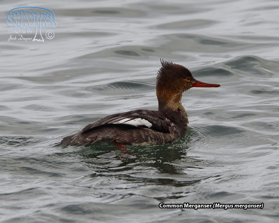 Common Merganser - Mergus merganser