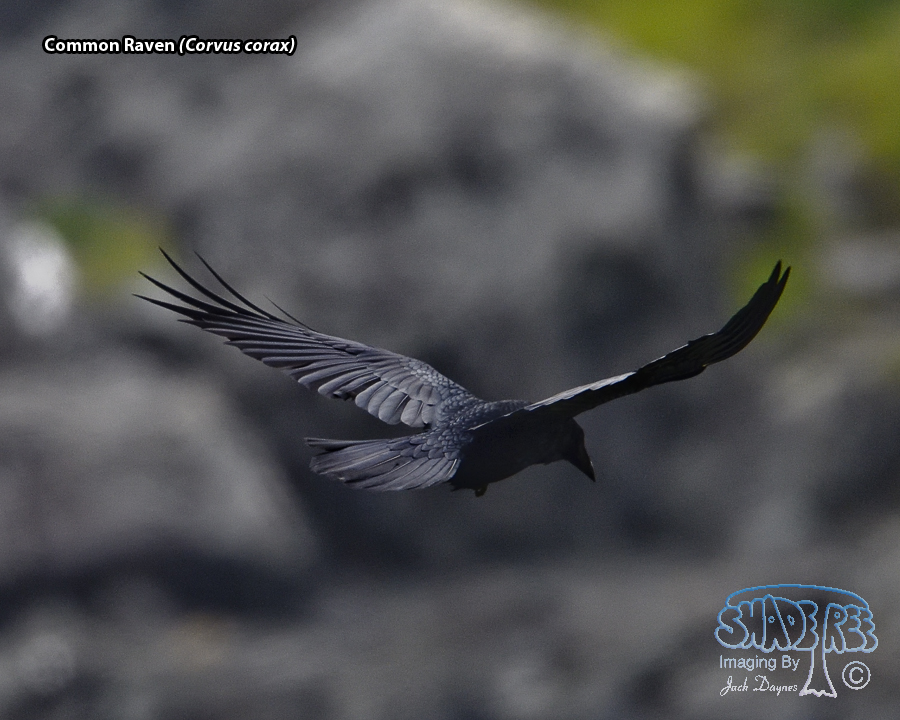Common Raven - Corvus corax