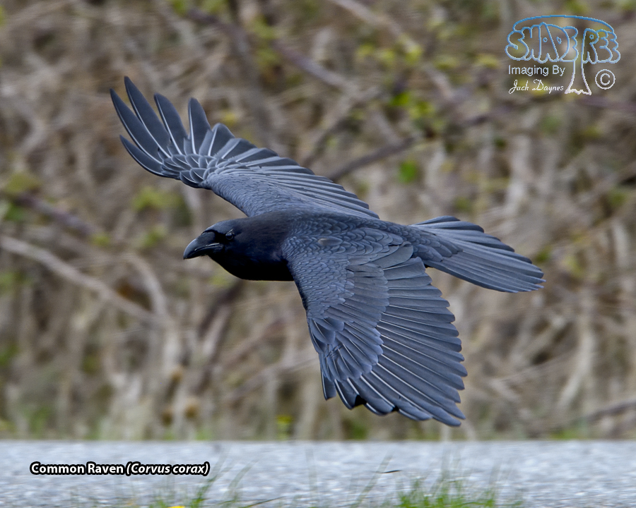 Common Raven - Corvus corax