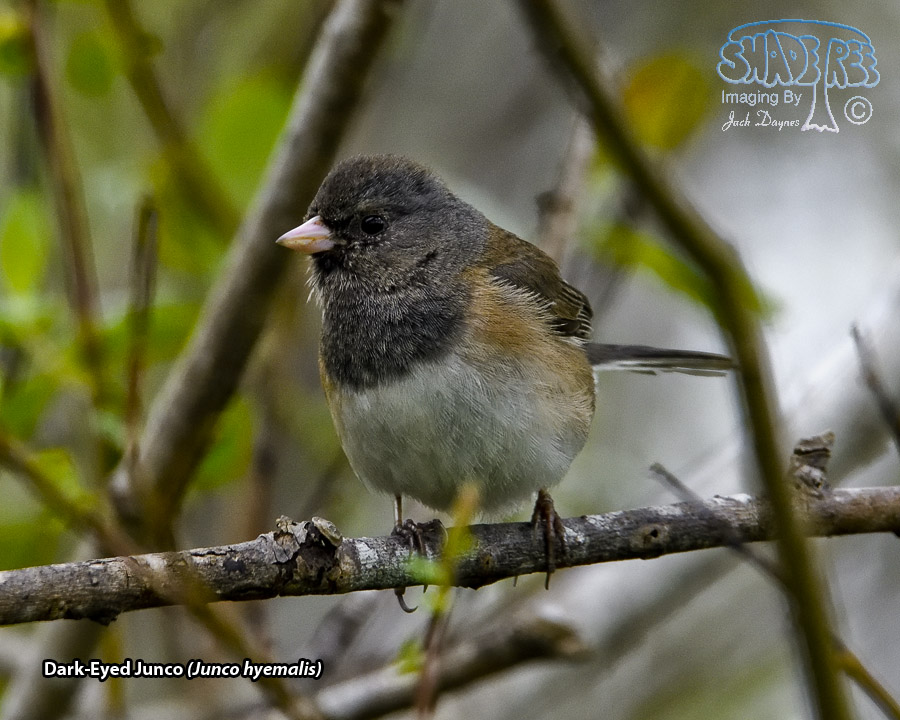Dark-Eyed Junco - Junco hyemalis