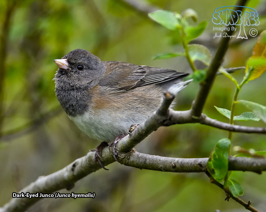 Dark-Eyed Junco - Junco hyemalis