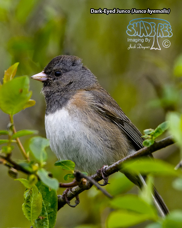 Dark-Eyed Junco - Junco hyemalis