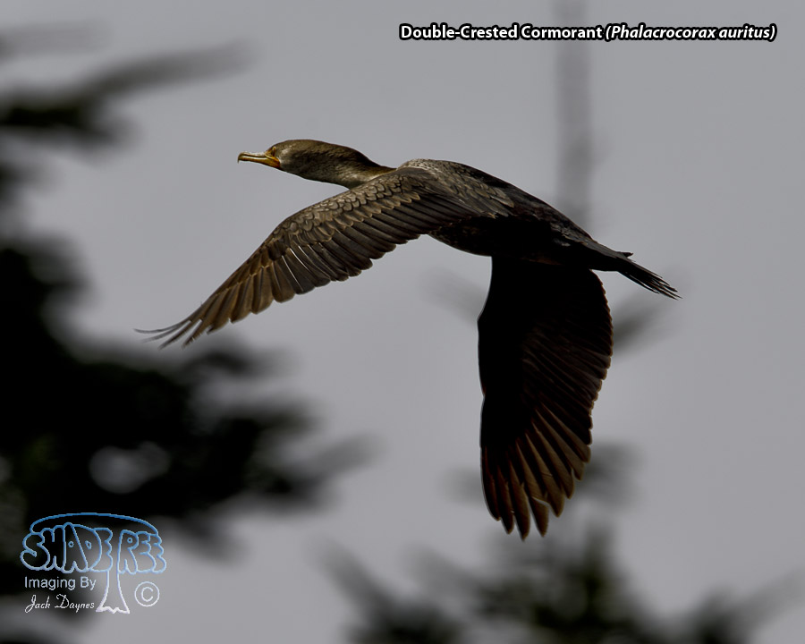 Double-Crested Cormorant - Phalacrocorax auritus