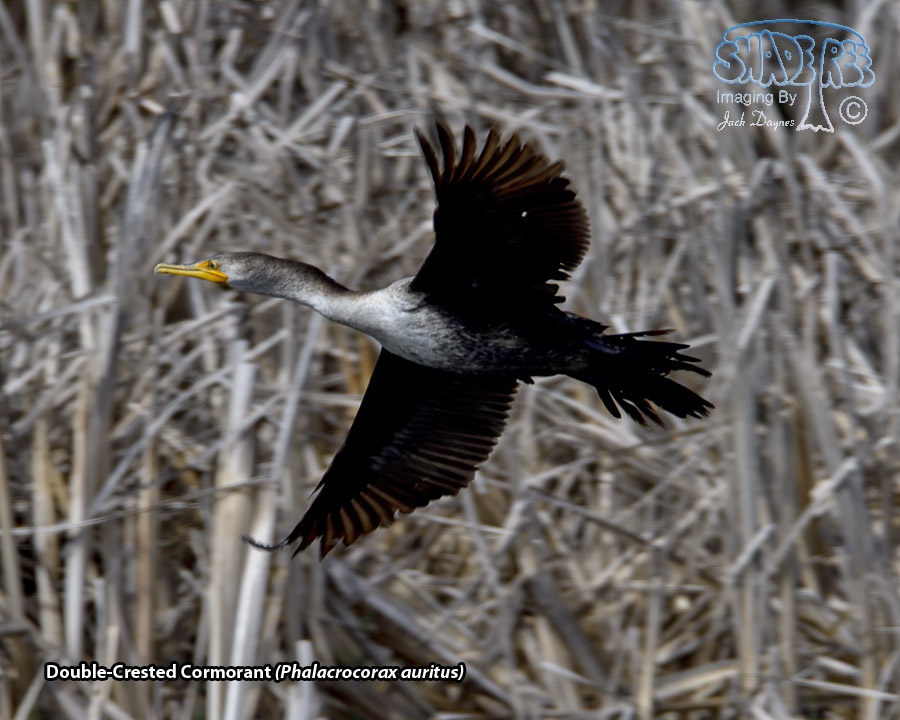 Double-Crested Cormorant - Phalacrocorax auritus