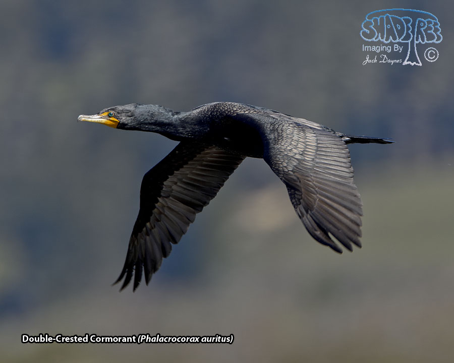 Double-Crested Cormorant - Phalacrocorax auritus