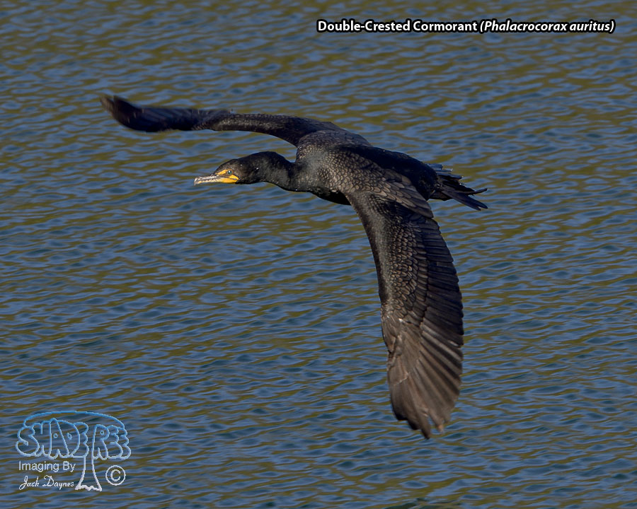Double-Crested Cormorant - Phalacrocorax auritus