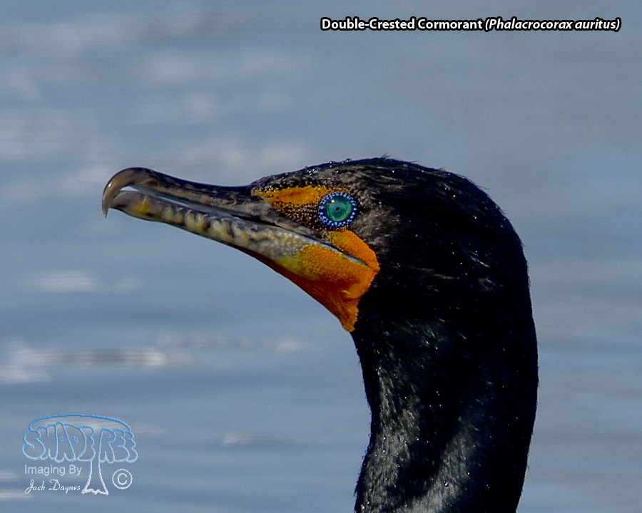 Double-Crested Cormorant - Phalacrocorax auritus