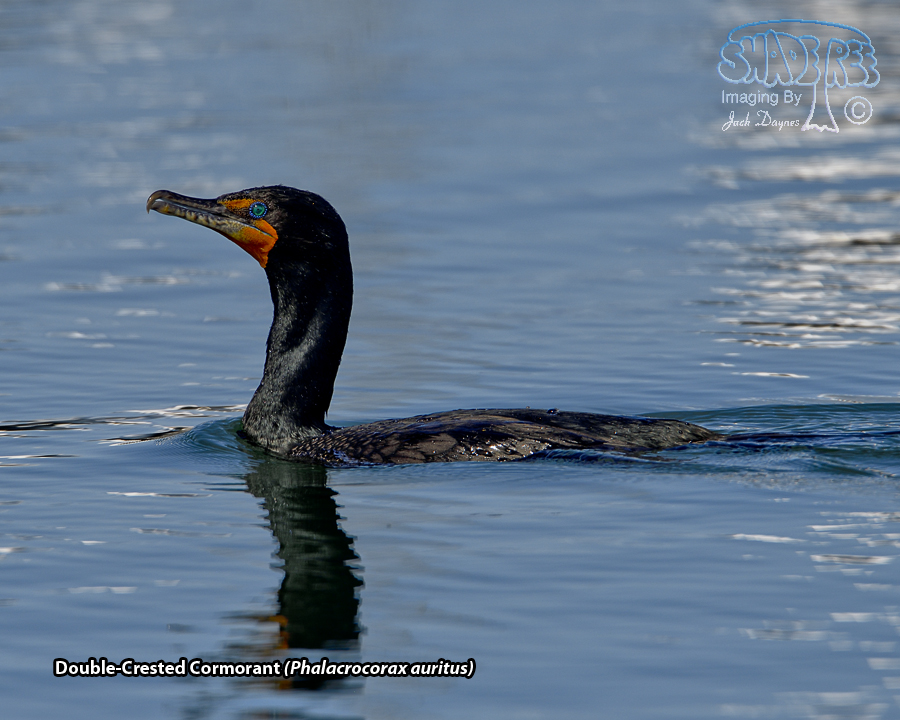 Double-Crested Cormorant - Phalacrocorax auritus