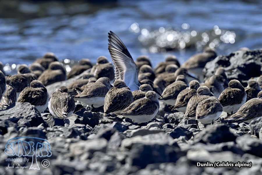 Dunlin - Calidris alpina